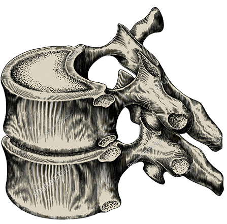INNATE Vertebra